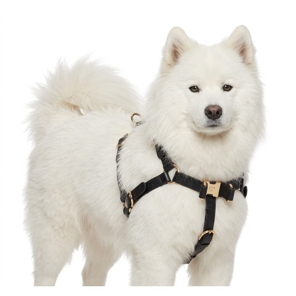 Gucci Other - Gucci Black Demetra Dog Harness Gold Hardware‎ Large 695253 NEW